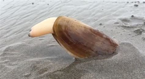  Razor Clam: 知りたかった！砂の中に潜む海の宝石、その驚くべき生態と寿命とは？